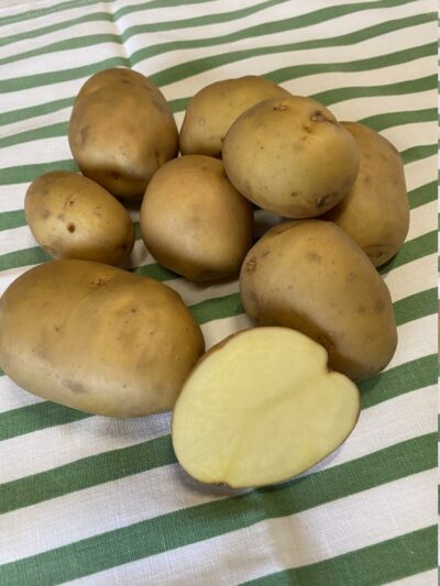 Plants de Pommes de Terre Bio et Demeter “Sirtema” origine Bretagne