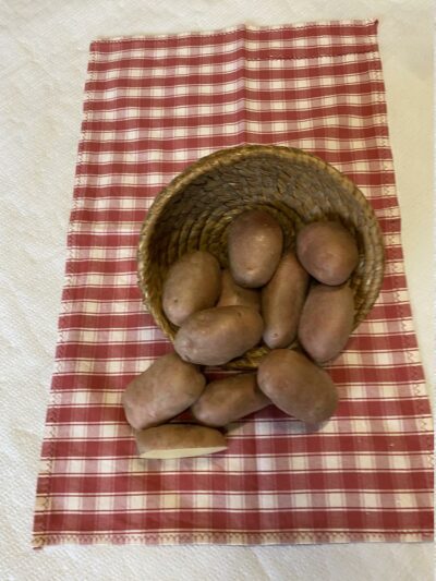Plants de Pommes de terre Bio et Demeter “Désirée”  origine Bretagne